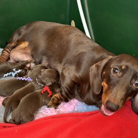 Dachshund (Standard &amp; Miniature) - Both