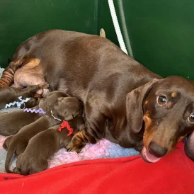Dachshund (Standard &amp; Miniature) - Both