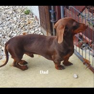 Dachshund (Standard &amp; Miniature) - Both