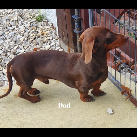 Dachshund (Standard &amp; Miniature) - Both