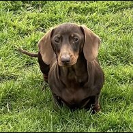 Dachshund (Standard &amp; Miniature) - Both
