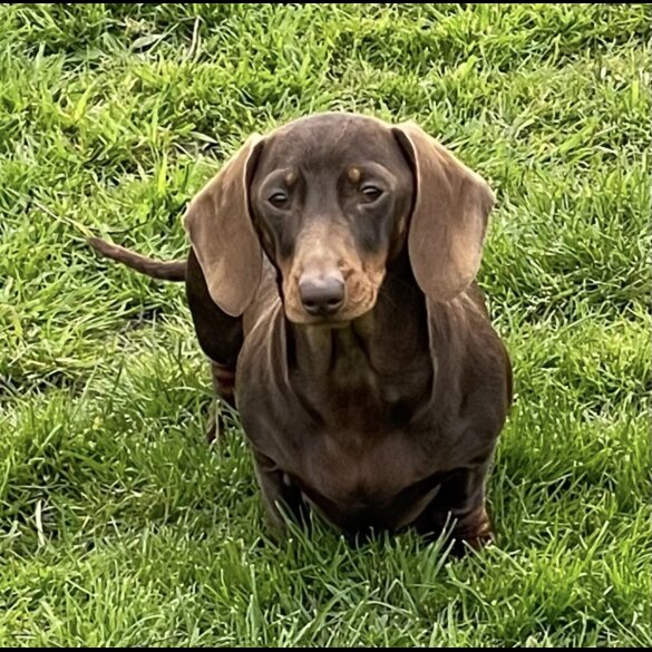 Dachshund (Standard &amp; Miniature) - Both