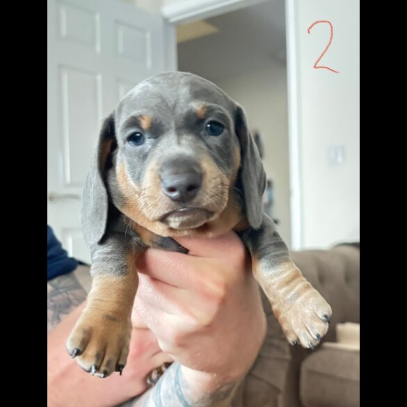 Dachshund (Standard &amp; Miniature) - Dogs