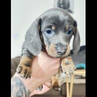 Dachshund (Standard &amp; Miniature) - Dogs