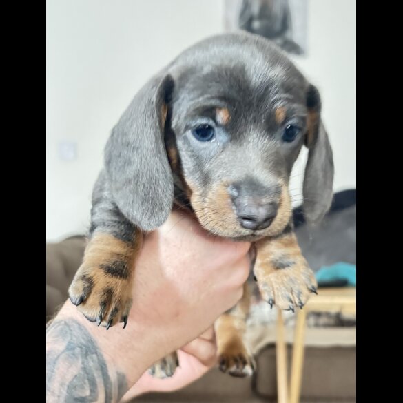 Dachshund (Standard &amp; Miniature) - Dogs