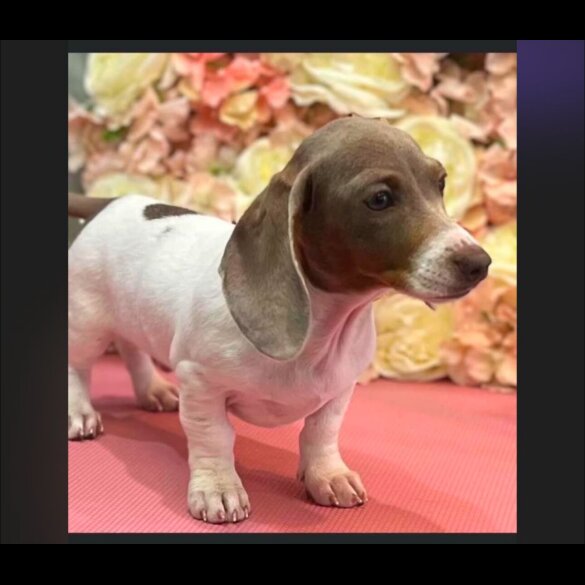 Dachshund (Standard &amp; Miniature) - Dogs