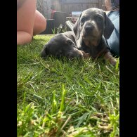 Dachshund (Standard &amp; Miniature) - Dogs