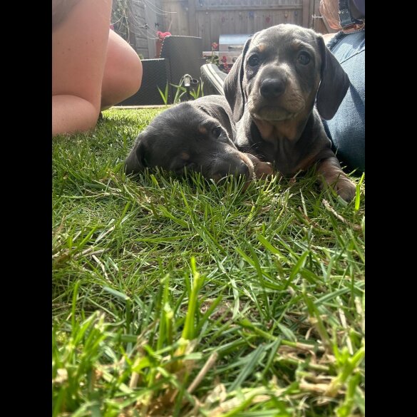 Dachshund (Standard &amp; Miniature) - Dogs