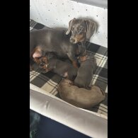 Dachshund (Standard &amp; Miniature) - Dogs