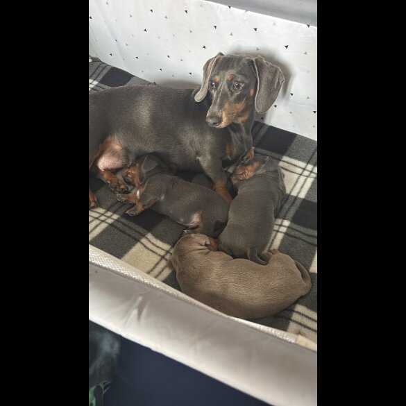 Dachshund (Standard &amp; Miniature) - Dogs