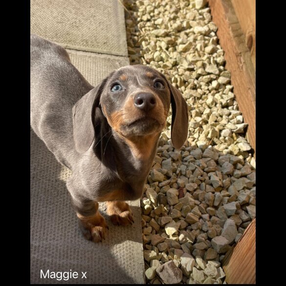 Dachshund (Standard &amp; Miniature) - Dogs