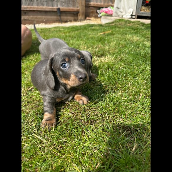 Dachshund (Standard &amp; Miniature) - Dogs