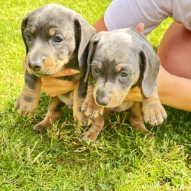 Dachshund (Standard &amp; Miniature)