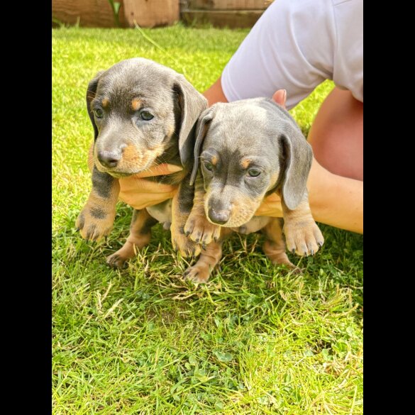 Dachshund (Standard &amp; Miniature) - Dogs
