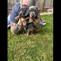 Dachshund (Standard &amp; Miniature) - Dogs