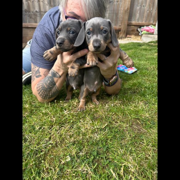 Dachshund (Standard &amp; Miniature) - Dogs