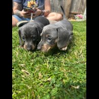 Dachshund (Standard &amp; Miniature) - Dogs
