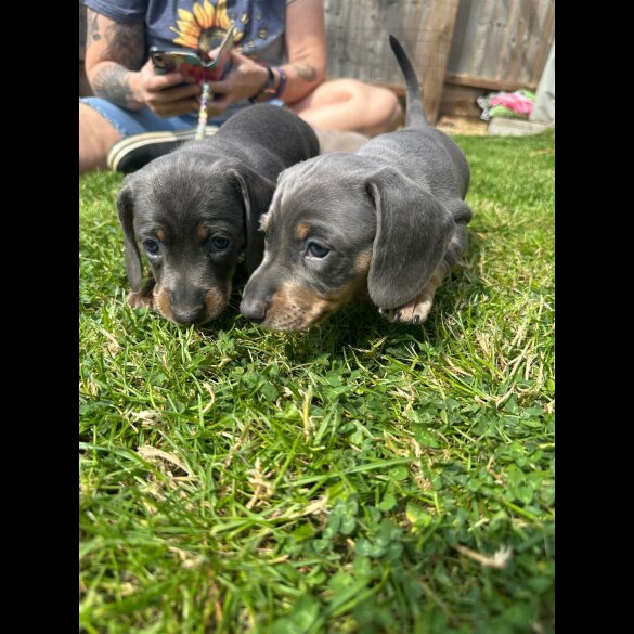 Dachshund (Standard &amp; Miniature) - Dogs