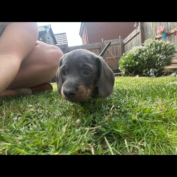 Dachshund (Standard &amp; Miniature) - Dogs