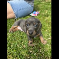 Dachshund (Standard &amp; Miniature) - Dogs