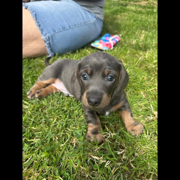 Dachshund (Standard &amp; Miniature) - Dogs