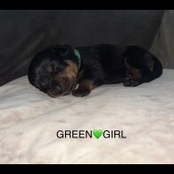 Rottweiler - Both