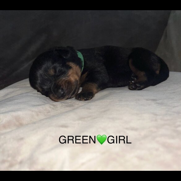 Rottweiler - Both