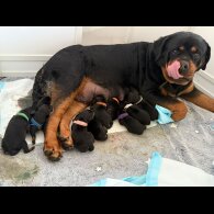 Rottweiler - Both