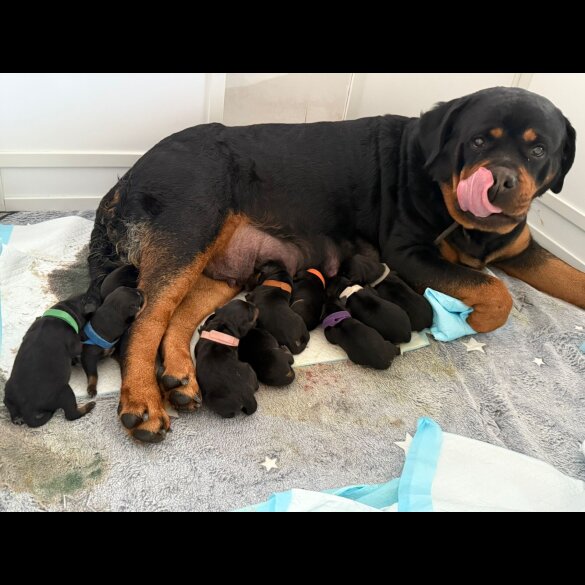 Rottweiler - Both