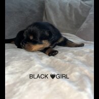 Rottweiler - Both