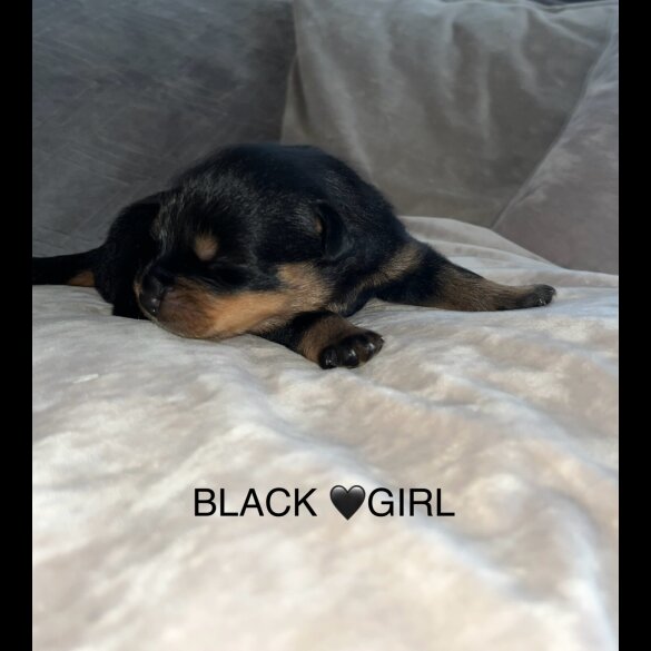 Rottweiler - Both