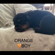 Rottweiler - Both