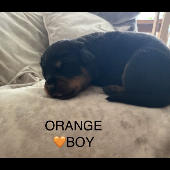 Rottweiler - Both