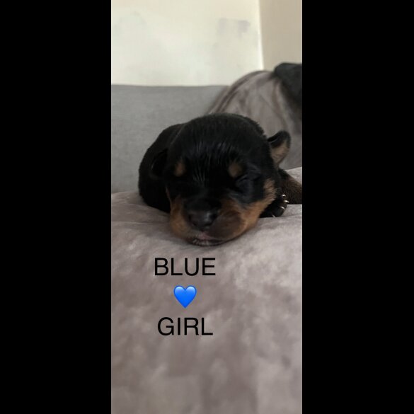 Rottweiler - Both
