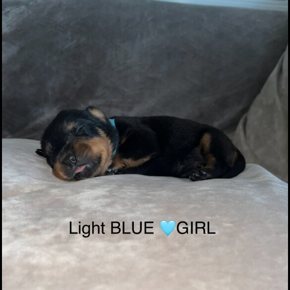 Rottweiler - Both
