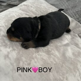 Rottweiler - Both