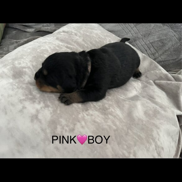 Rottweiler - Both
