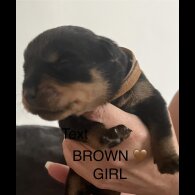 Rottweiler - Both