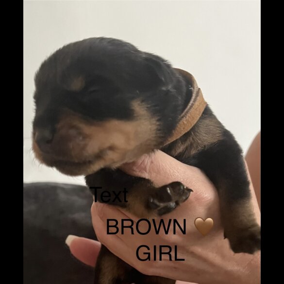 Rottweiler - Both