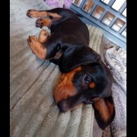 Dachshund (Standard &amp; Miniature) - Dogs