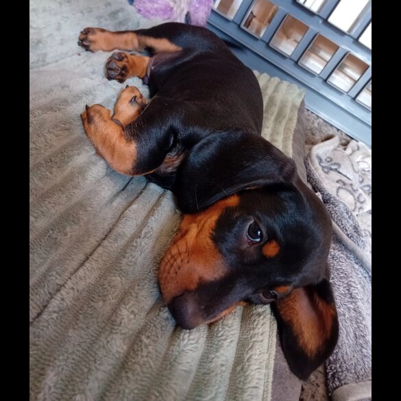 Dachshund (Standard &amp; Miniature) - Dogs