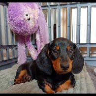Dachshund (Standard &amp; Miniature) - Dogs