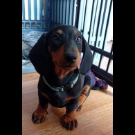 Dachshund (Standard &amp; Miniature) - Dogs