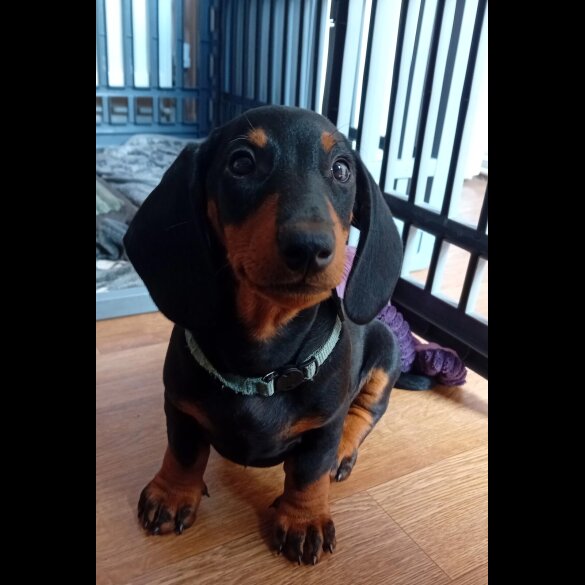 Dachshund (Standard &amp; Miniature) - Dogs