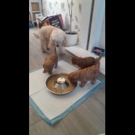 Toy Poodle - Both