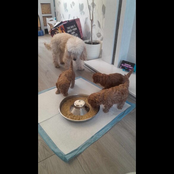 Toy Poodle - Both