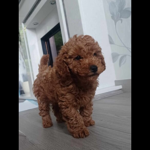Toy Poodle - Both