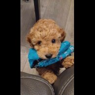 Toy Poodle - Both