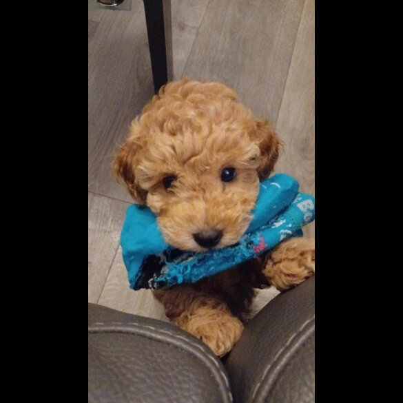 Toy Poodle - Both