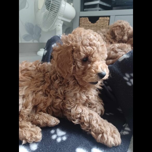 Toy Poodle - Both